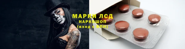 хмурый Аркадак